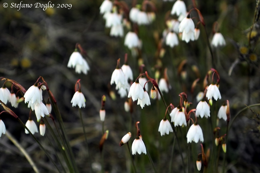 Leucojum autumnale / Campanelle autunnali
